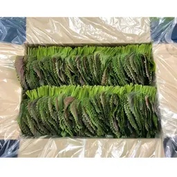 your-kemi-card-image